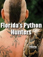 As invasive pythons choke the life out of South Florida, it's down to a loose-knit group of thrill-seeking bounty hunters to get rid of them.